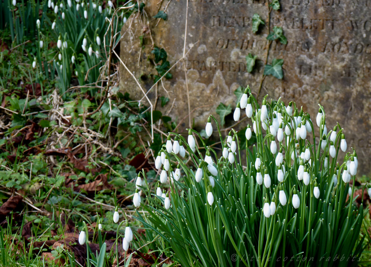 Snowdrops