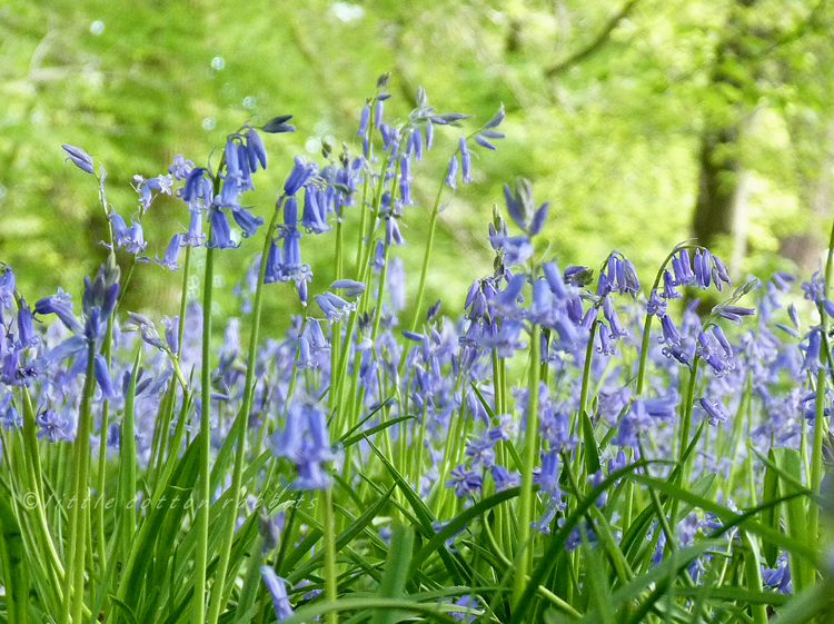 Bluebells