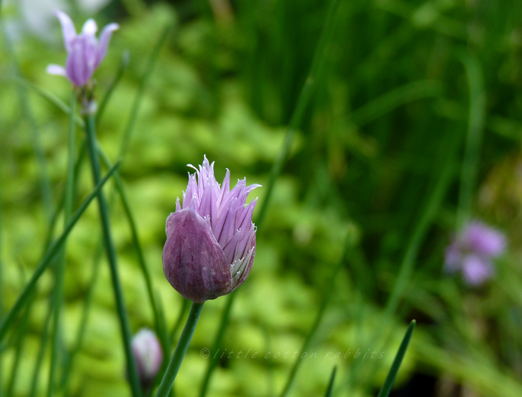 Chives