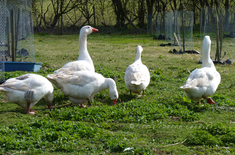 Geese2