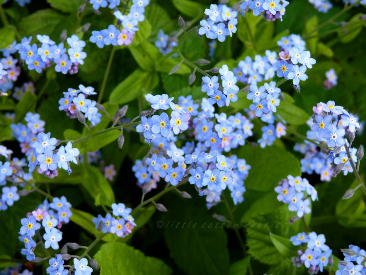 Forgetmenots