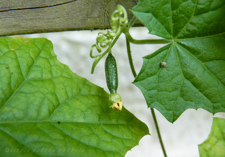 Cucumelon