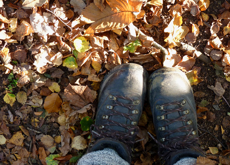 Leaf litter