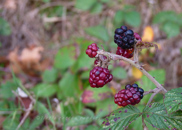 Blackberries