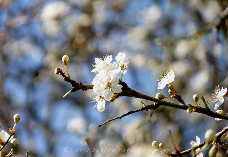 Blossom