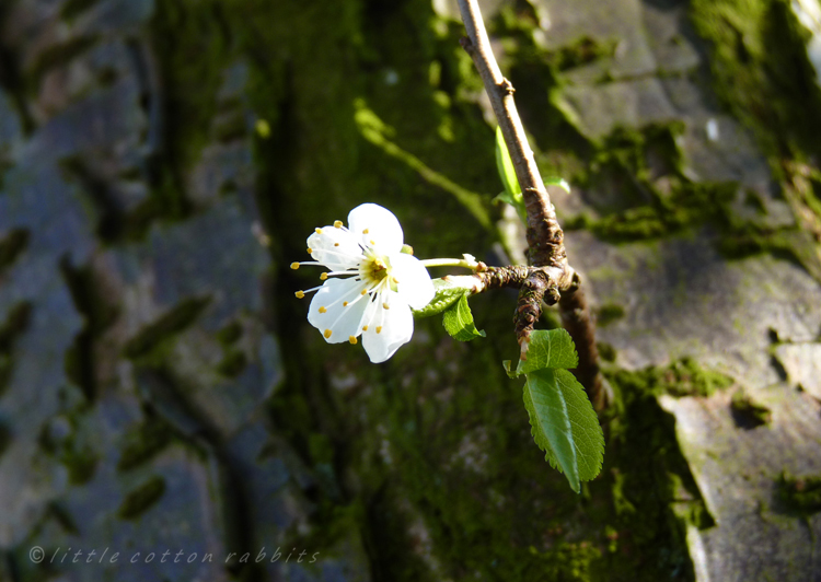 Plumblossom