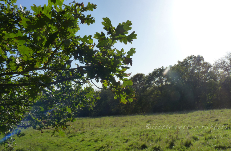 Autum field