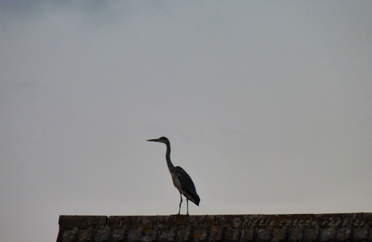 Heron