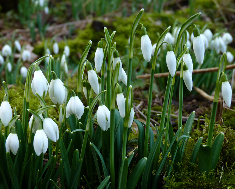 Snowdrop3