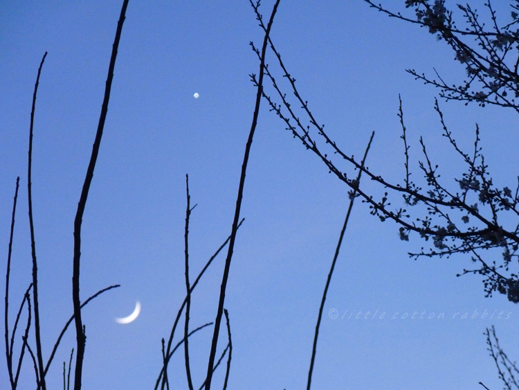 Moon and venus