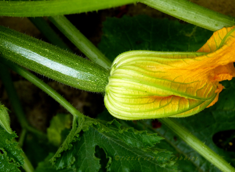 Courgettes