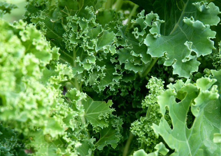 Curly kale