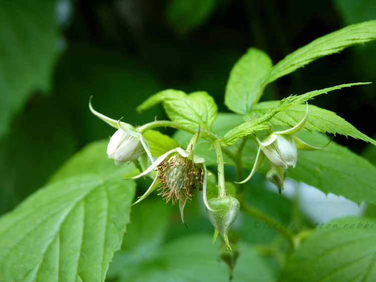 Raspberries