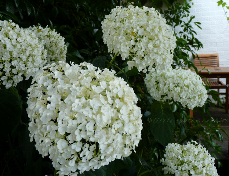 Hydrangea