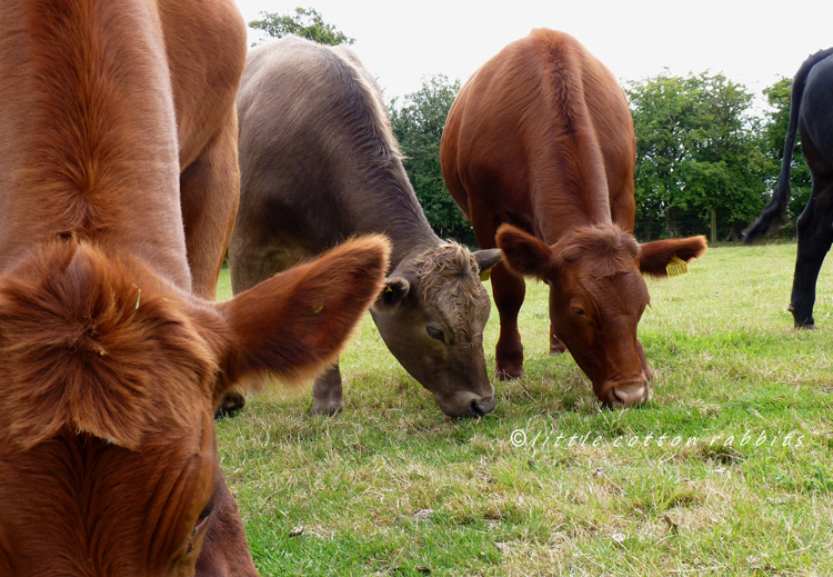 Cows