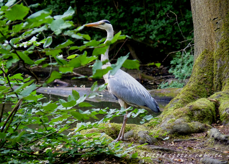 Heron