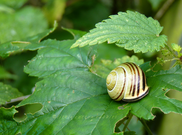 Snail2