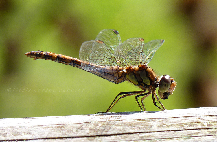 Dragonfly3