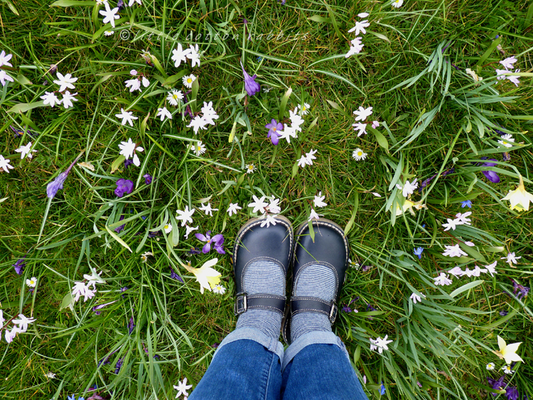 Field of flowers