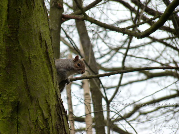 Squirrel3