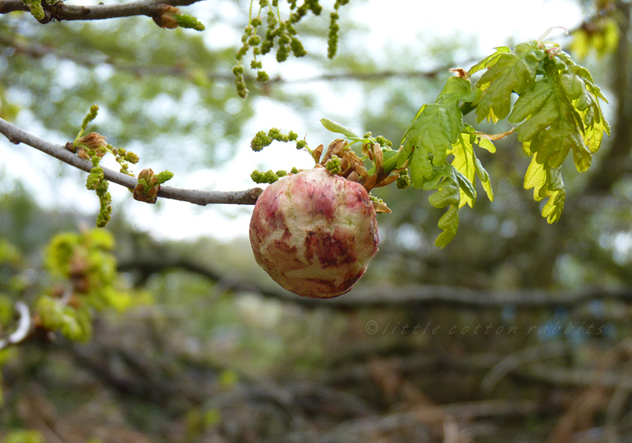 Oakapple