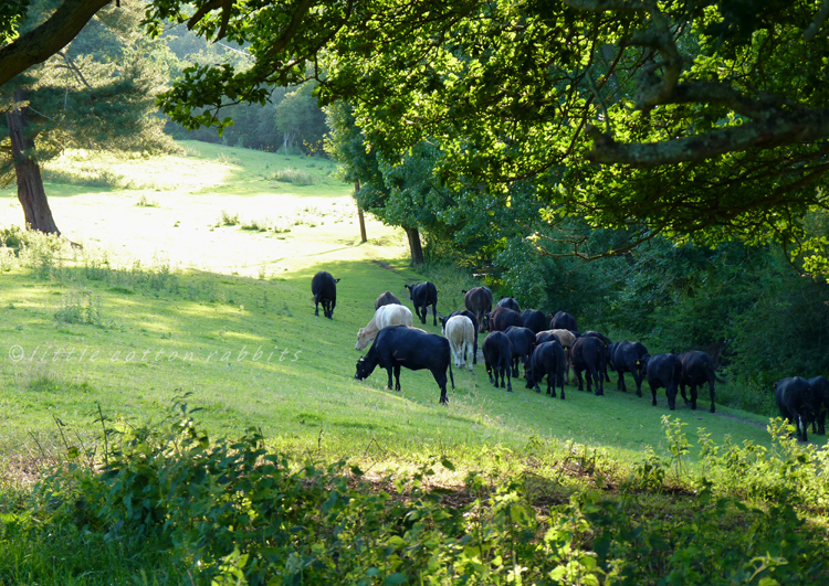 Cows