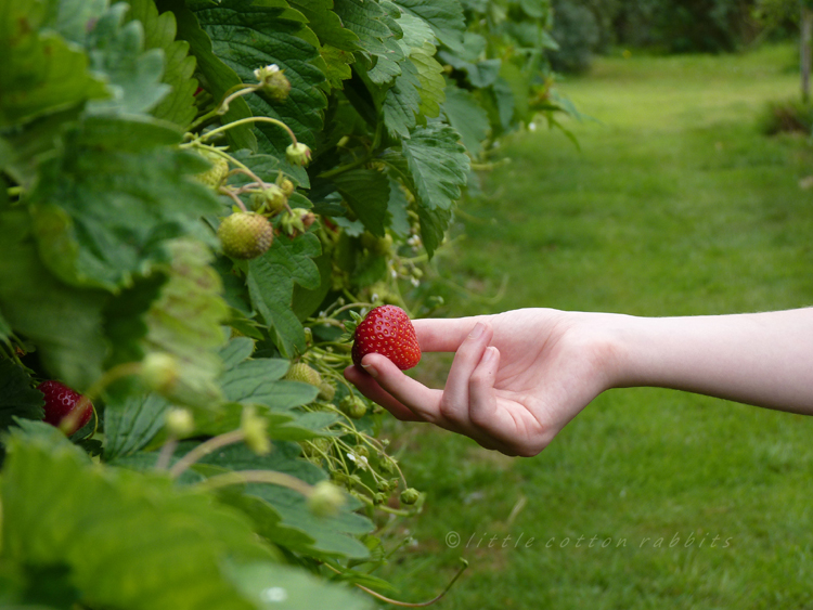 Berry pick