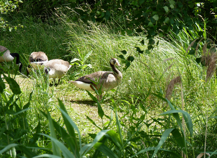 Geese2