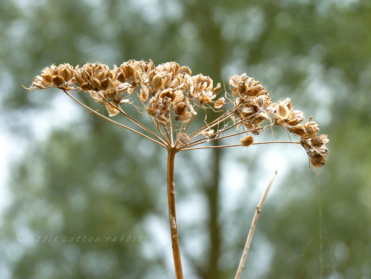 Seedhead