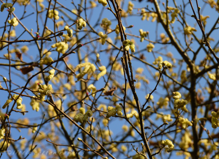 Catkins3