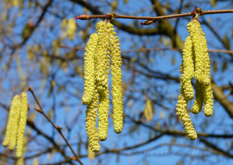 Catkins2