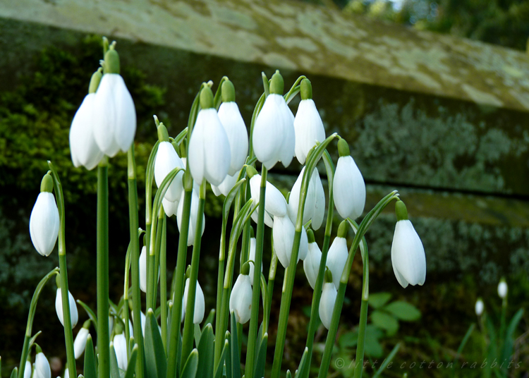 Snowdrops3 Snowdrops3