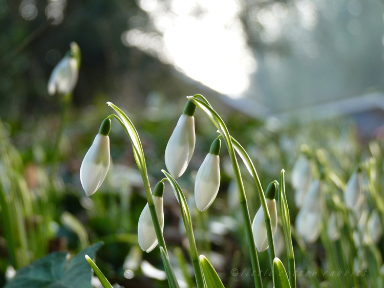 Snowdrops6 Snowdrops6