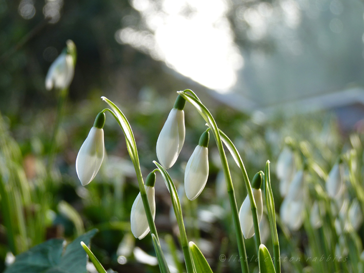 Snowdrops6