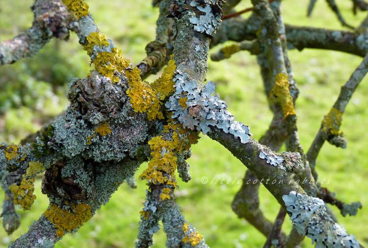 Lichen