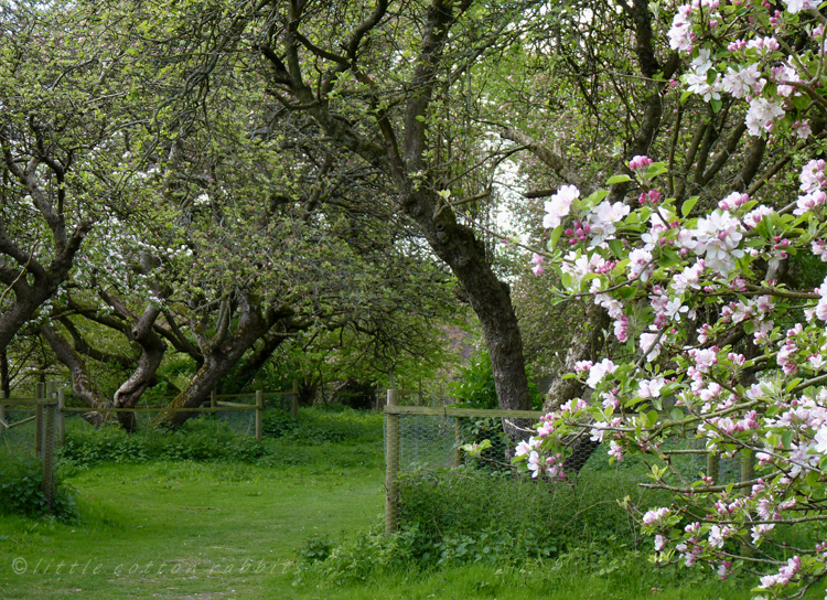 Orchard path