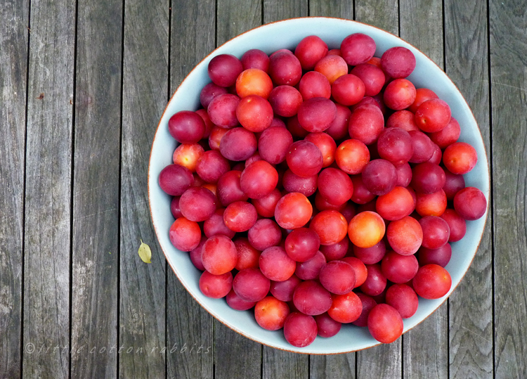 Bowl of plums