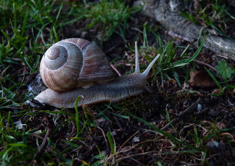 Snail