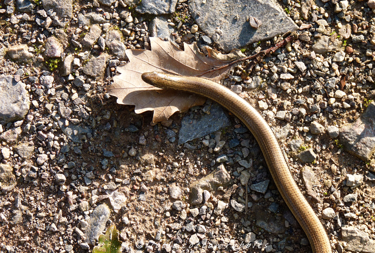 Slowworm2