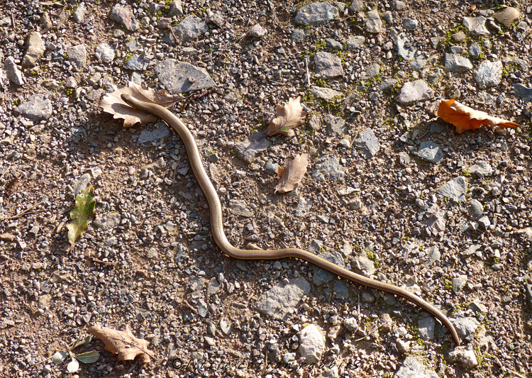 Slow worm