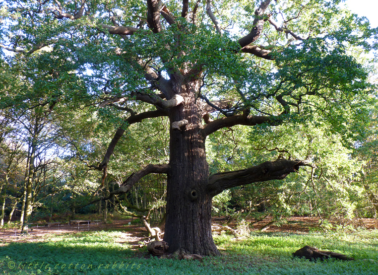 Old oak