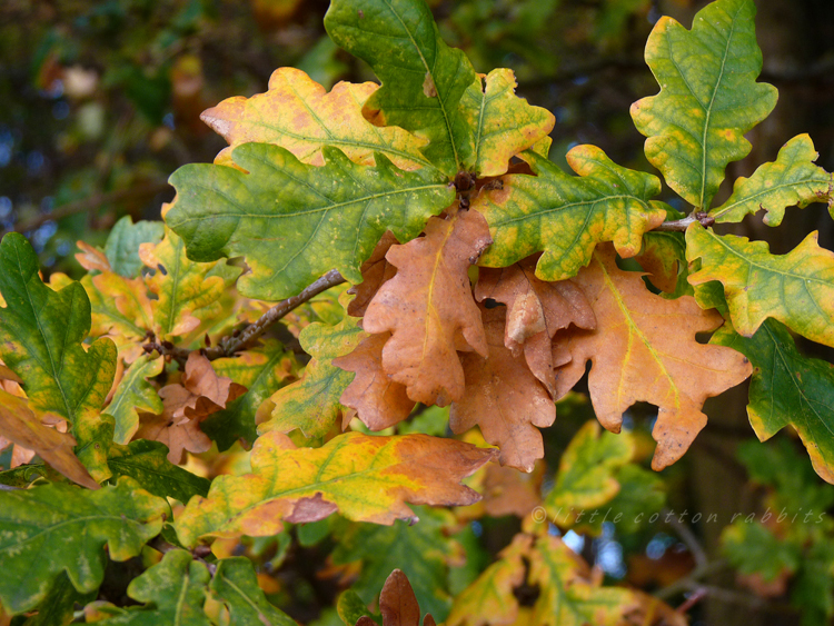 Oak leaves