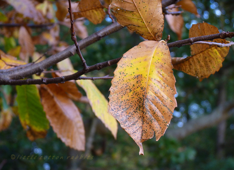 Leaf