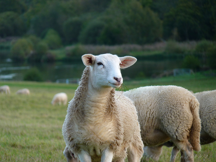 Sheep grazing2