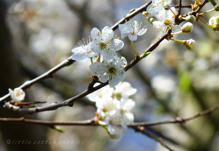 Blossoms4