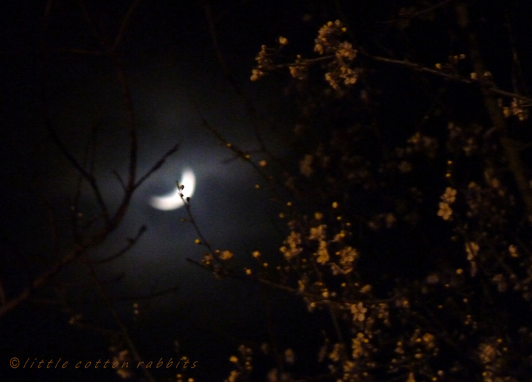 Night blossom