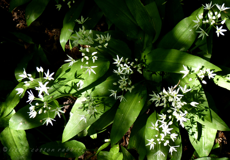 Wildgarlic