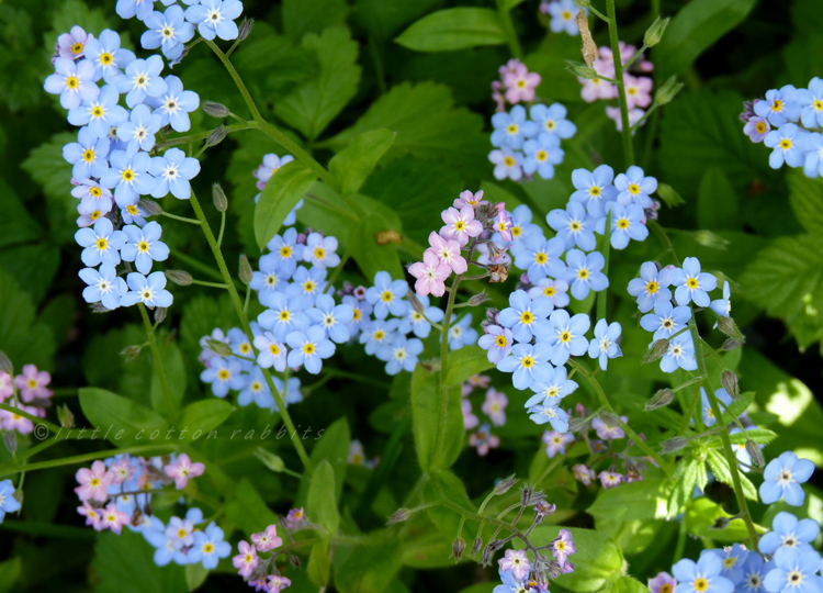 Forgetmenot