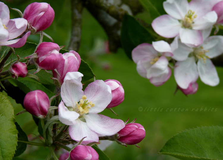 Blossoms3