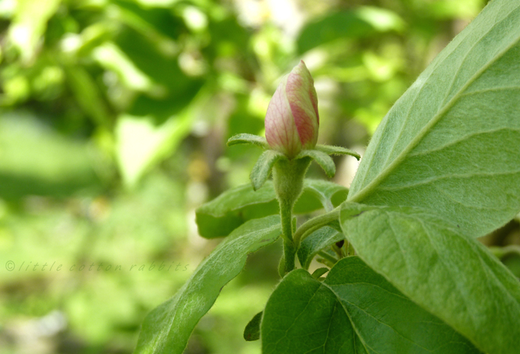 Bud swirl